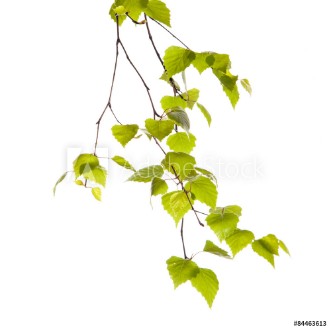 Picture of Birch branch
